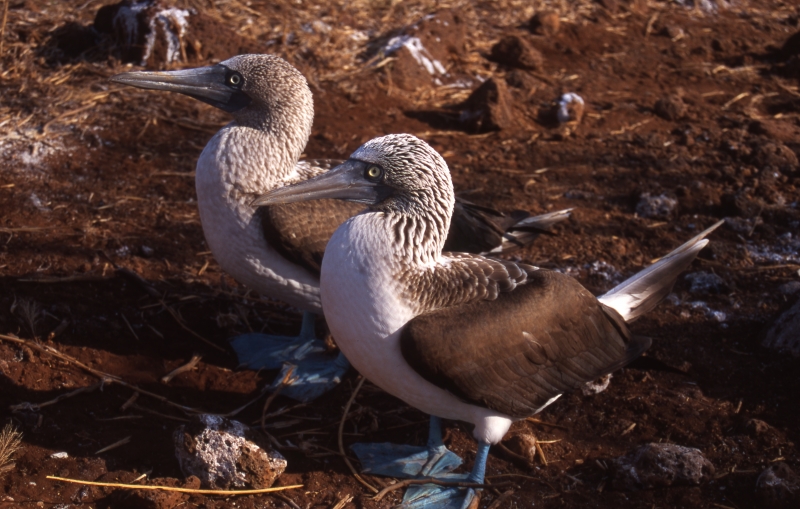 Blue-footed boobies with blue feet visible-Galapagos