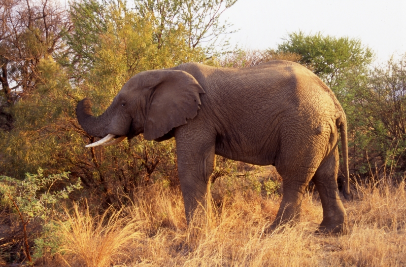Elephant grazing-Pilansberg Park, South Africa