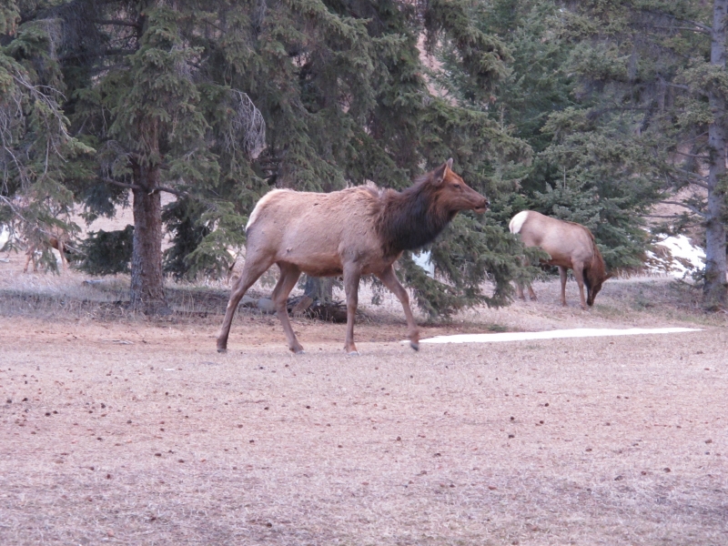 Elk (dig)-Jasper