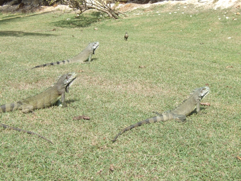 Gray iguanas (dig)-Grand-Terre, Guadeloupe