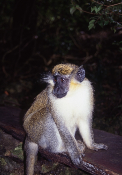 Green (Vervet) monkey-Barbados