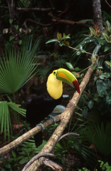 Keel-billed toucan beak closed-Belize