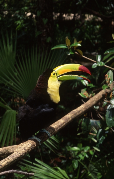 Keel-billed toucan beak open-Belize