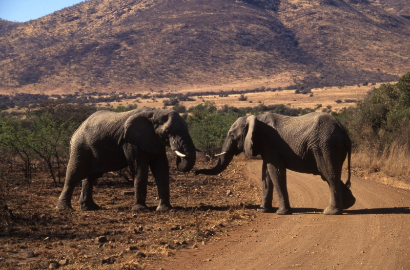 Male elephants approaching each other-Pilansberg Park
