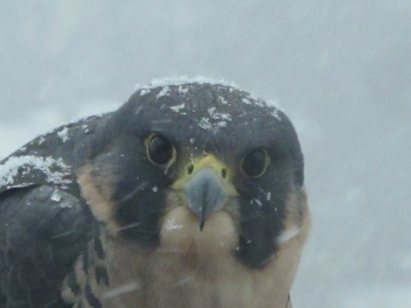 Peregrine falcon & blowing snow (dig)-Toronto
