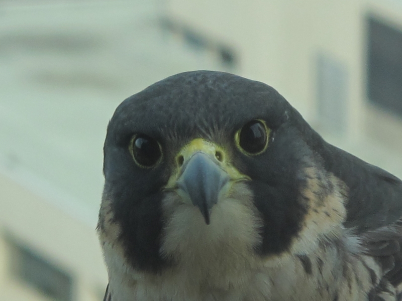 Peregrine falcon (dig)-Toronto, Ontario