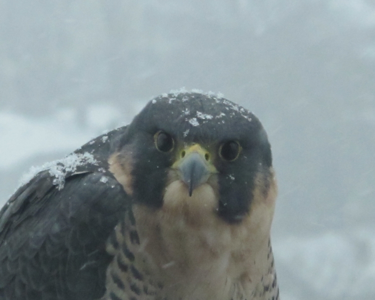 Peregrine falcon in snow (dig)-Toronto
