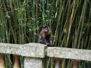 Capuchin, Rio de Janeiro, Brazil