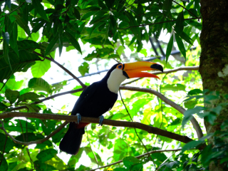 Toucan at Parque Das Aves, Iguacu Falls Brazil