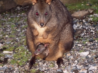 Wallaby with baby-Cradle Mountain, Tasmania