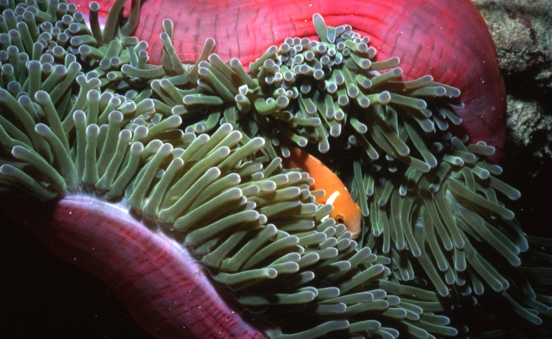 Body of anemone folding around Maldive's anemonefish-Maldives