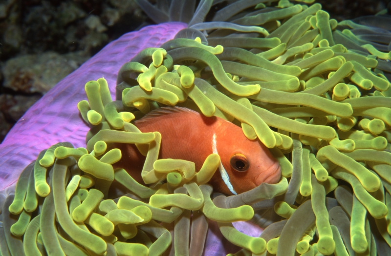 Magnificent sea anemone & Maldive's anemonefish