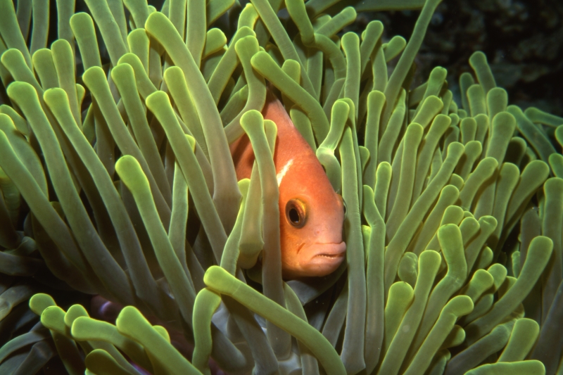 Magnificent sea anemone with Maldive's anemonefish