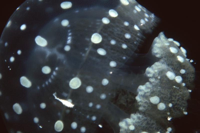 Papuan jellyfish-Papua New Guinea
