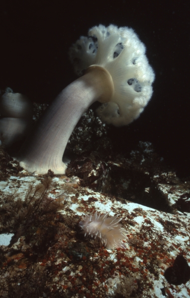 Plumose anemone-HMCS MacKenzie, Pender Islands