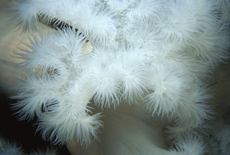 Plumose anemone-Pender Islands