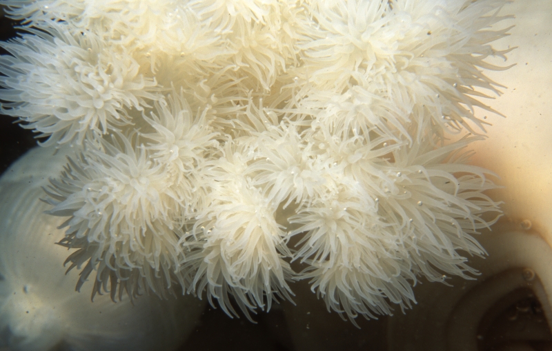 Plumose anemone tentacles-Vancouver Island