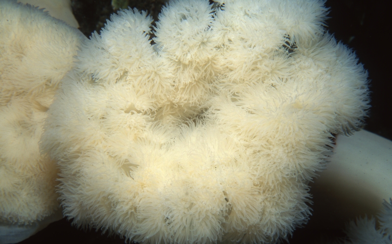 Plumose anemone tentacles extended-Vancouver Island