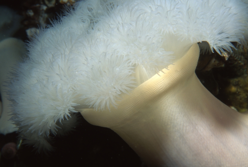 Plumose anemone tentacles retracting-Vancouver Island