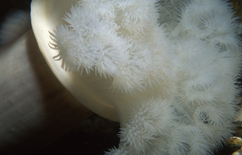 Plumose anemone tentacles withdrawing-Vancouver Island