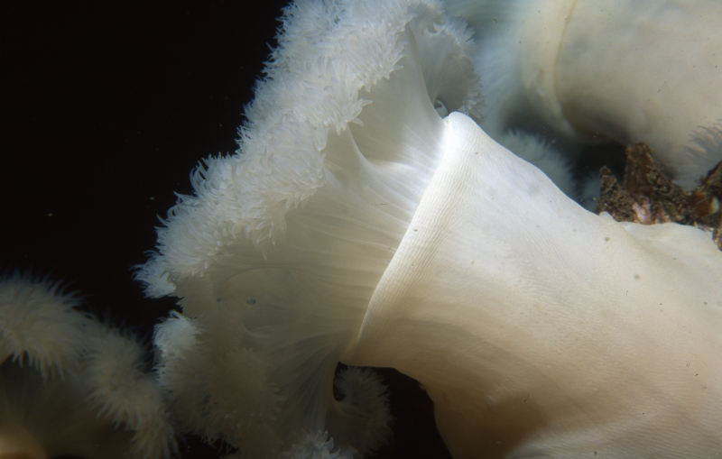 Plumose anemones-British Columbia