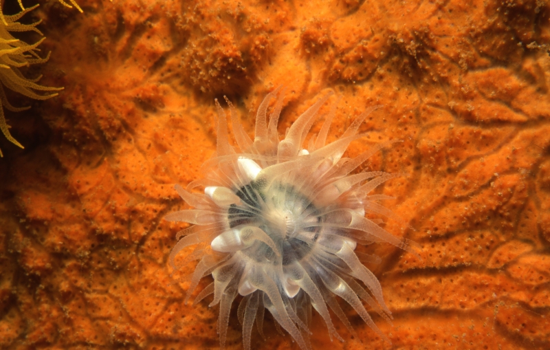 Solitary anemone-Truk Lagoon