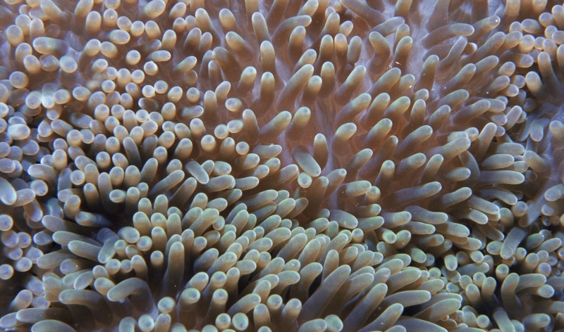 Sun anemone-Dominica