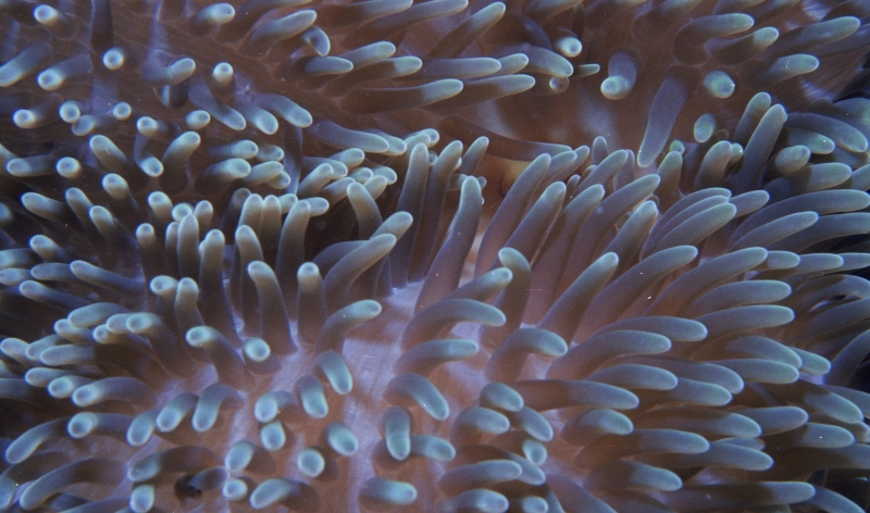Sun anemone tentacles-Dominica