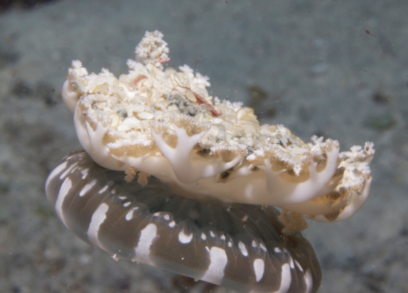 Upside-down jellyfish-Fiji