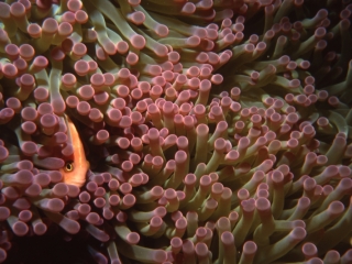 Anemone & anemomefish-Kavieng, Papua New Guinea