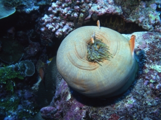 Anemone with tentacles retracted-Palau