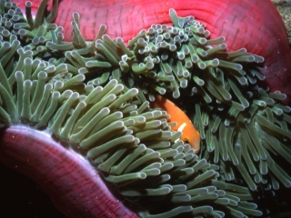 Body of anemone folding around Maldive's anemonefish-Maldives
