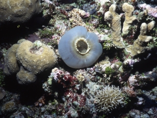 Corallimorpharian anemone-Coral Sea, Australia