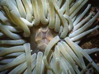 Giant Caribbean anemone-Saba