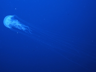 Jelly hydromedusa-Saba
