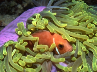 Magnificent sea anemone & Maldive's anemonefish