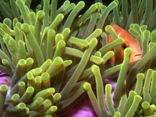 Magnificent sea anemone with Maldive's anemonefish hiding-Maldives