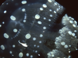 Papuan jellyfish-Papua New Guinea