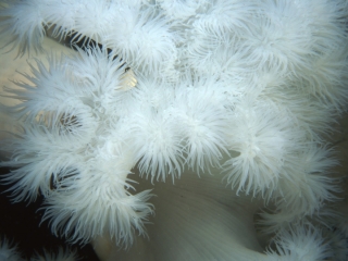 Plumose anemone-Pender Islands