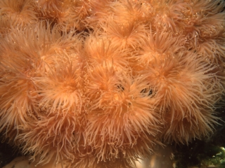 Plumose anemone tentacles-HMCS MacKenzie, Vancouver Island