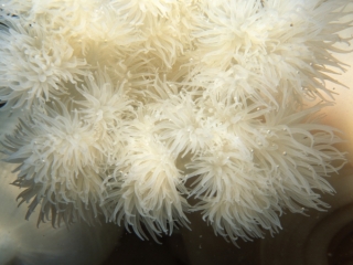 Plumose anemone tentacles-Vancouver Island