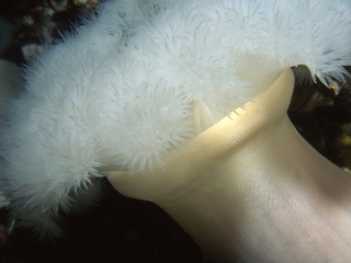 Plumose anemone tentacles retracting-Vancouver Island