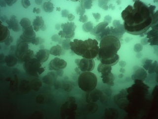 Stingless jellyfish-Jellyfish Lake, Palau