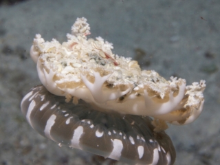 Upside-down jellyfish-Fiji