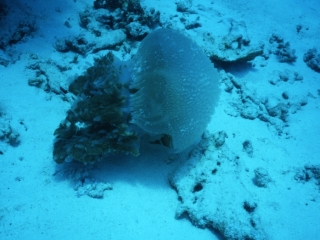Upsidedown sea jelly-Similan Islands, Thailand
