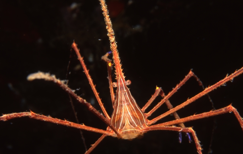 Arrow crab-Bequia, Grenadines