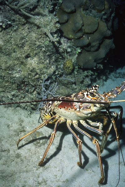 Caribbean spiny lobster-Exumas, Bahamas
