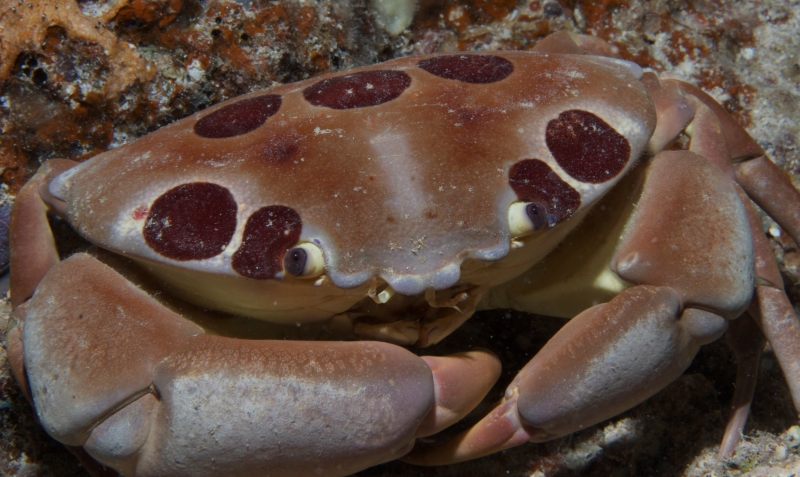 Carpilius maculatus reef crab (dig)-Fiji