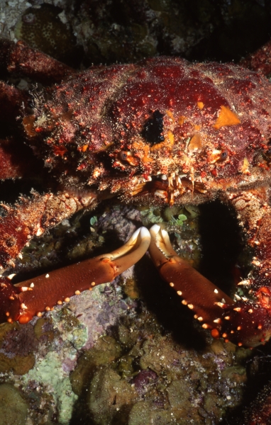 Coral crab-Belize