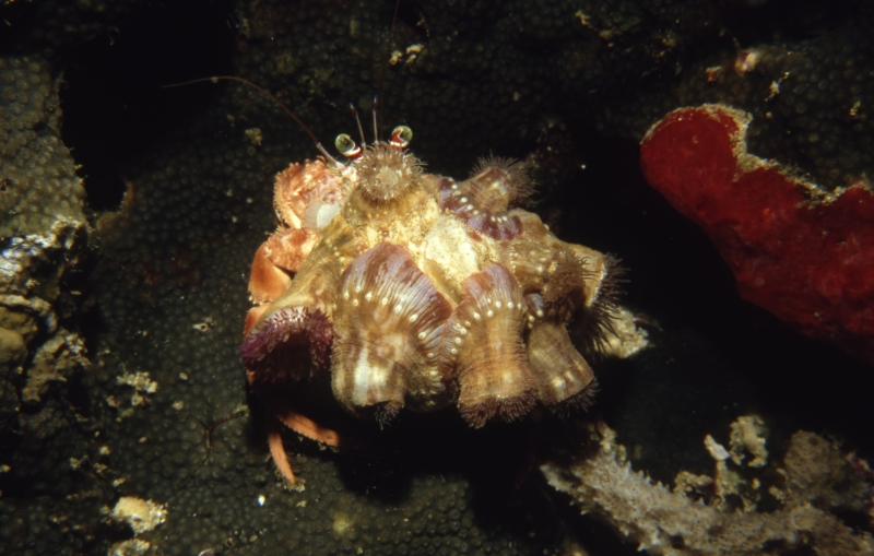 Hermit crab-Manado, Indonesia